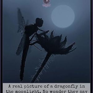 Meet your Posher, Melodee